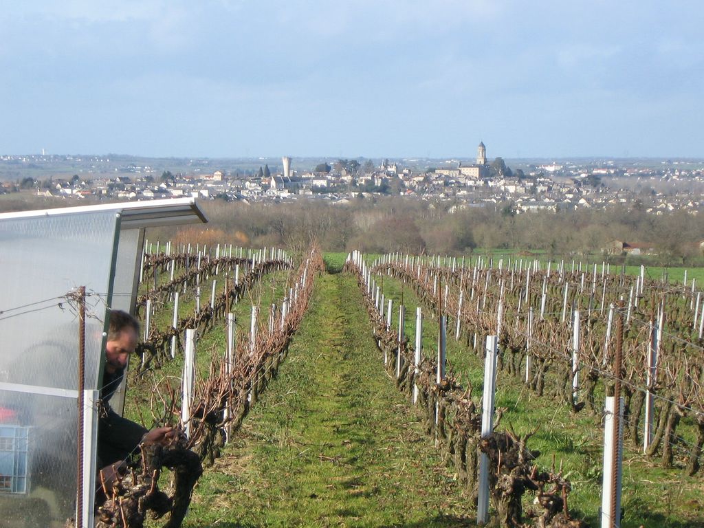 Taille de la Vigne dans une cabane avec un sécateur électrique