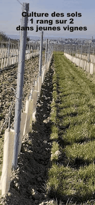 Bandes fleuries dans les vignes