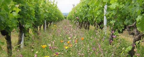 Des fleurs pour la biodiversité