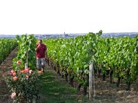  Nos vignes avec 1 rang enherbé et l'autre cultivé