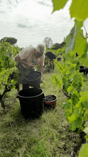 La taille des vignes dans un scoot de vignes