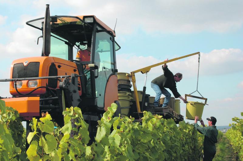 Les portoires remplies de raisins sont transportées vers le chai